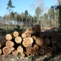 Pine piles