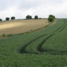 Field patterns