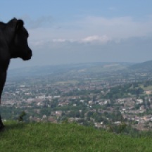 Cow view